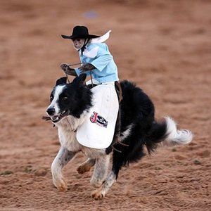 Meet your Posher, Robin